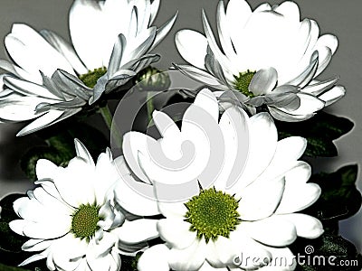 White, flowers, inavcica, part, exhibition, croatia Editorial Stock Photo