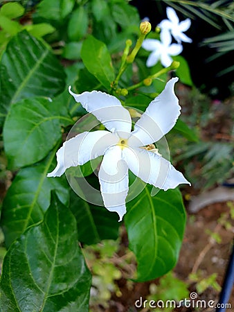 White flowers, Indian Temple Jasmine Editorial Stock Photo