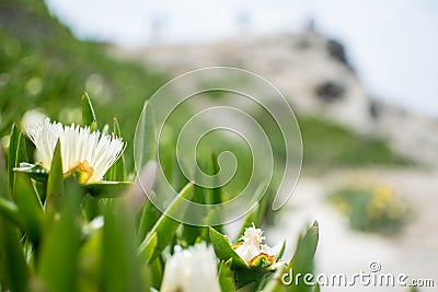 White flowers blurry background Stock Photo