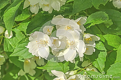 White flowers of jasmine Stock Photo
