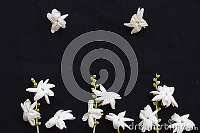 White flowers jasmine local flora of asia on black Stock Photo