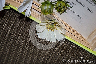 White flowers. Kosmeya. Book, knitted background. Stock Photo