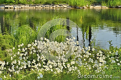 White flowers on the lake Stock Photo