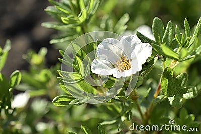 White flowers Lapchatka Lat. Potentilla â€” one of the largest in the number of species of a genus of plants from the family Stock Photo