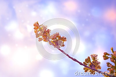 White flowers and leaves on a cherry branch on a fabulous gray background with multicolored bokeh in a spring morning Stock Photo