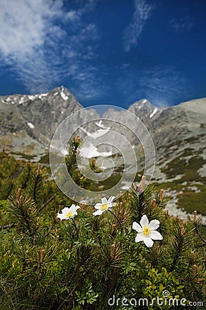 White flowers and Lomnica Peak Stock Photo