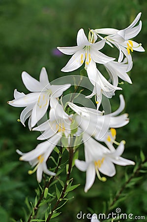 White flowers of Madonna Lily (Lilium candidum) Stock Photo