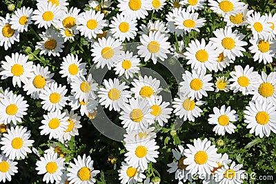 White flowers marguerite daisy in a group cluster Stock Photo