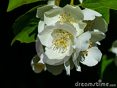 White flowers on mock-orange shrub with bokeh background, macro, selective focus, shallow DOF Stock Photo