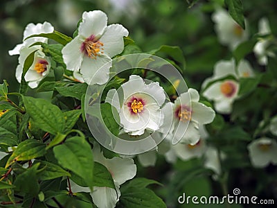 White flowers on a mock orange shrub Stock Photo