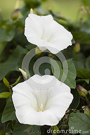White flowers of Morning Glory Stock Photo