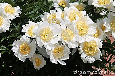 White flowers of Paeonia lactiflora cultivar Moon of Nippon. Flowering peony in garden Stock Photo