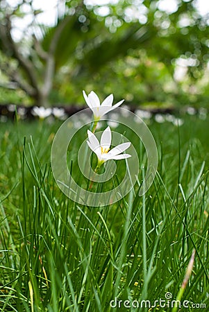 White flowers Stock Photo