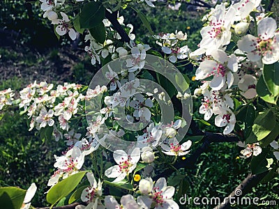 White flowers of pear lit by the sun Stock Photo