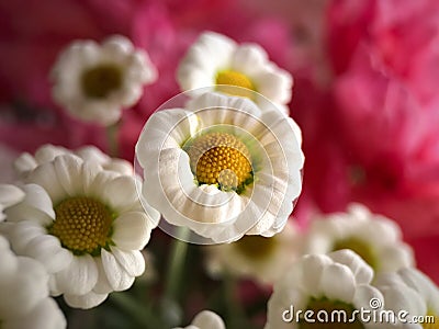 White flowers with pink background Stock Photo