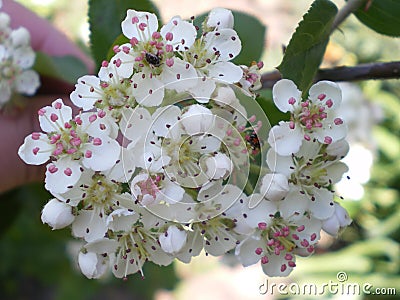 Blooming chokeberry flowers on a branch Stock Photo