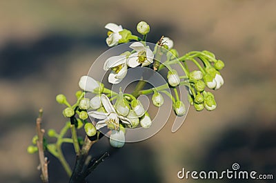 White flowers of Pomelo fruit Stock Photo