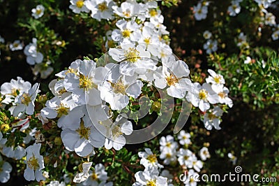 White flowers potentilla fruticosa manchu in the garden. Stock Photo