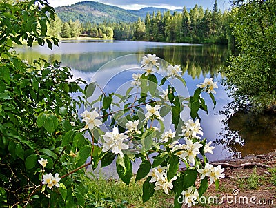 WHITE FLOWERS WITH PRETTY REFLECTIVE LAKE IN THE BACKGROUND Stock Photo