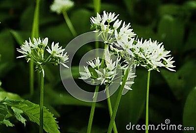 The white Flowers of Ramsons or Wild Garlic, Allium ursinum Stock Photo