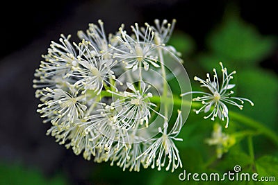 White flowers of red baneberry, Actaea rubra Stock Photo