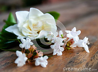 Scented jasmine white flowers on a brown rustic table. Stock Photo