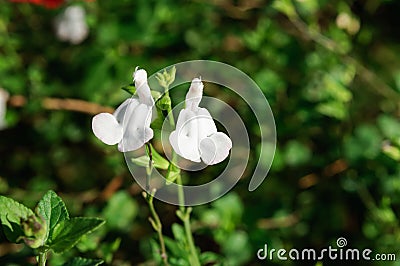 White flowers salvia microphylla in the garden. Stock Photo