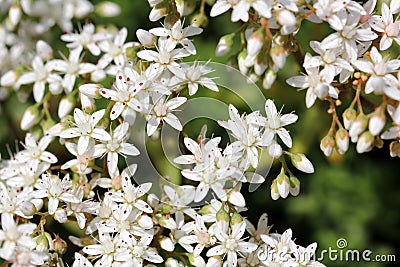 White flowers of Sedum album (White Stonecrop) Stock Photo