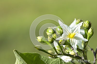 White flowers of Solanum Torvum in full bloom, among the blurry unbloomed flowers, half leaf support Stock Photo