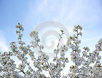 White flowers on a blooming tree against the sky. Stock Photo