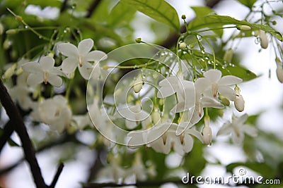 The white flowers still have dew drops. Stock Photo