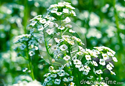 White flowers Sweet Alyssum (Lobularia maritima) Stock Photo