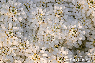 White flowers textures patterns floral background wildflowers forest tiny wild flower pattern garden bouquet yellow beige texture Stock Photo