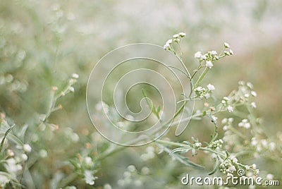 White flowers Stock Photo