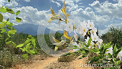 White flowers tree branch and green leaves on horizon mountains Olympus wild field grass blue sky white clouds Greece nature la Stock Photo