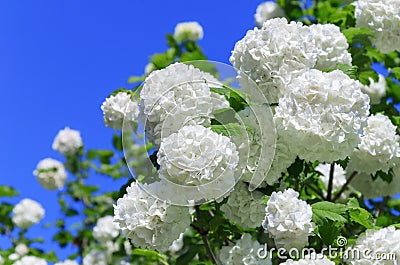 White flowers of Viburnum ordinary on blue sky background Stock Photo