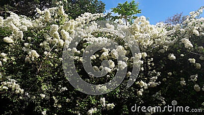 White Flowers Stock Photo