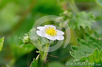 White flowers of wild strawberry in the forest in summer Stock Photo
