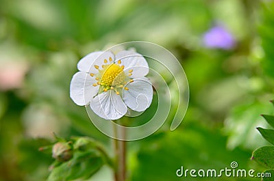 White flowers of wild strawberry in the forest in summer Stock Photo