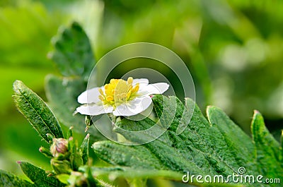 White flowers of wild strawberry in the forest in summer Stock Photo