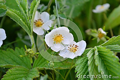 White flowers of wild strawberry with leaves and dew drops Stock Photo