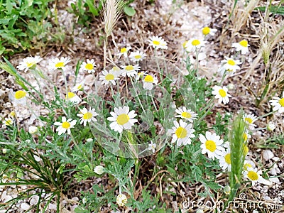 White flowers. Wildflowers. Chamomile. Stock Photo