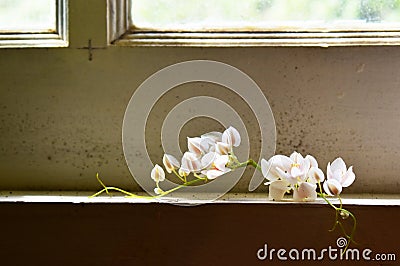 The White Flowers on the Window frame Stock Photo