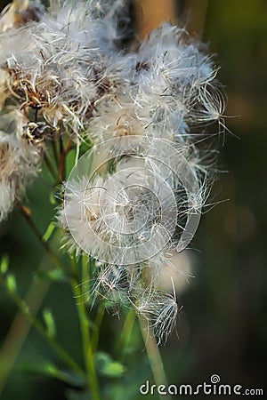 White fluffy agrimony plant in rural field Stock Photo