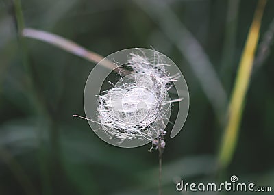 White fluffy agrimony plant in rural field Stock Photo