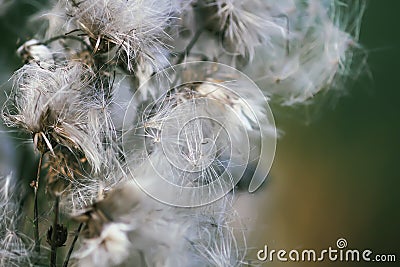 White fluffy agrimony plant in rural field Stock Photo