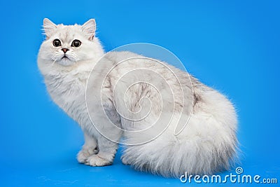 White fluffy beautiful cat on studio background Stock Photo