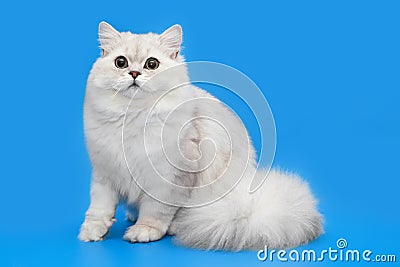 White fluffy beautiful cat on studio background Stock Photo