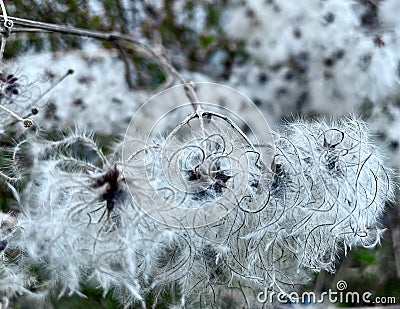 White fluffy beautiful flower on a black stem. It looks like white absorbent cotton. Stock Photo