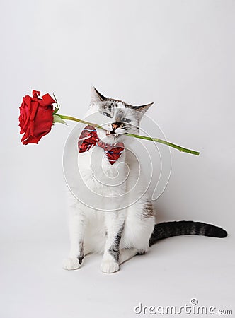 White fluffy blue-eyed cat in a stylish bow tie on a light background holding a red rose in his teeth. Stock Photo